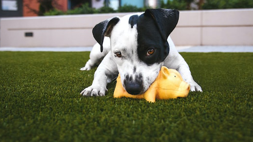 Pros and Cons of Artificial Grass with Dogs