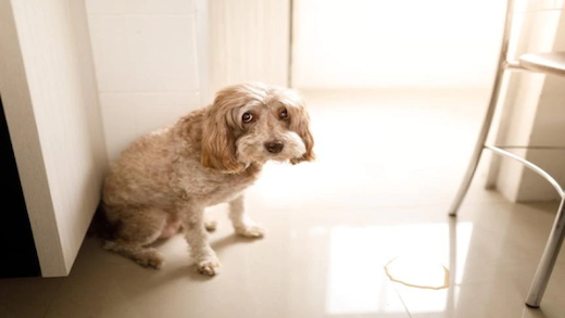 How to Stop Your Dog from Urinating in the House